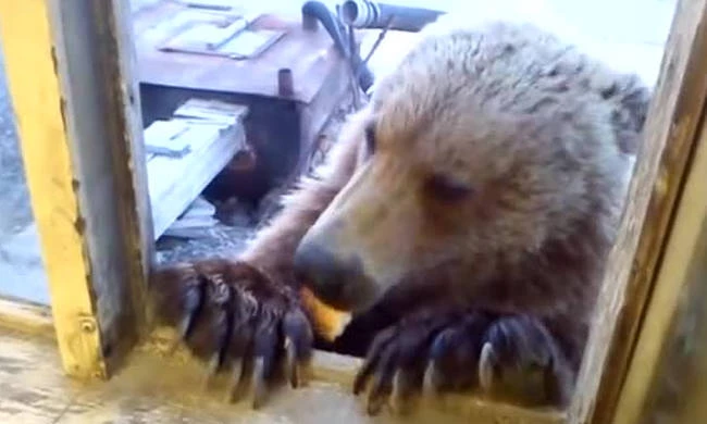 Αρκούδα μπήκε σε αποθήκη να βρει φαγητό – Δεν φαντάζεστε πώς αντέδρασε εργάτης μόλις την είδε (βίντεο)